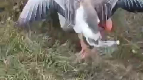 When ducks and geese attack 😱