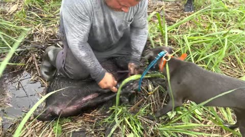 Catching Feral Hogs _ Boars with Cane Corso in Florida - Fun Hunt !