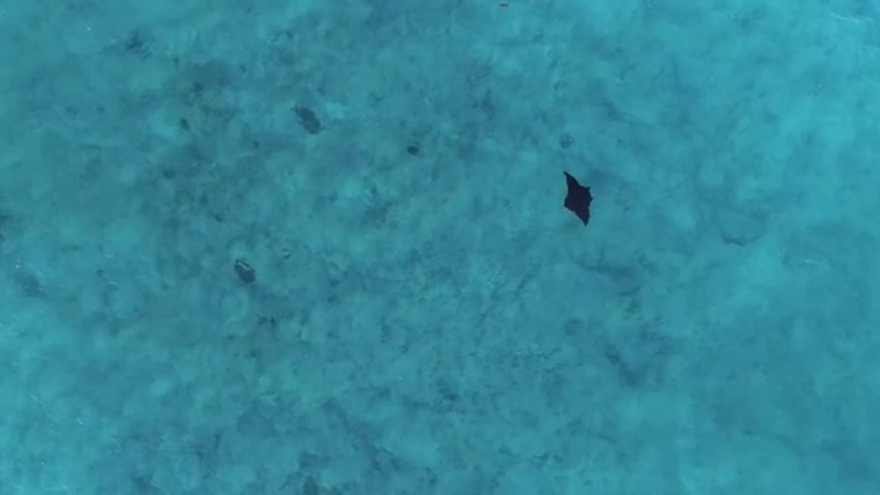 Mantarrayas gigantes criaturas de otro planeta - Documental