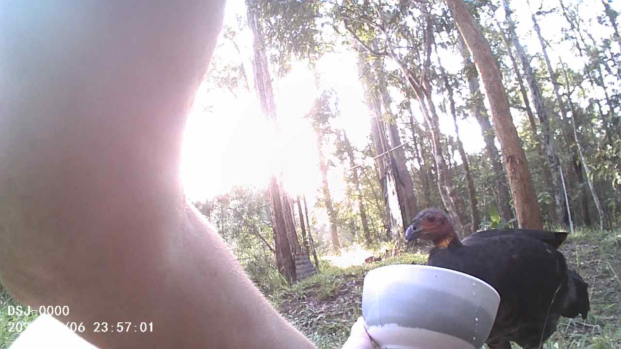 Sharing soymilk with Wullumbin the beautiful Bush Turkey
