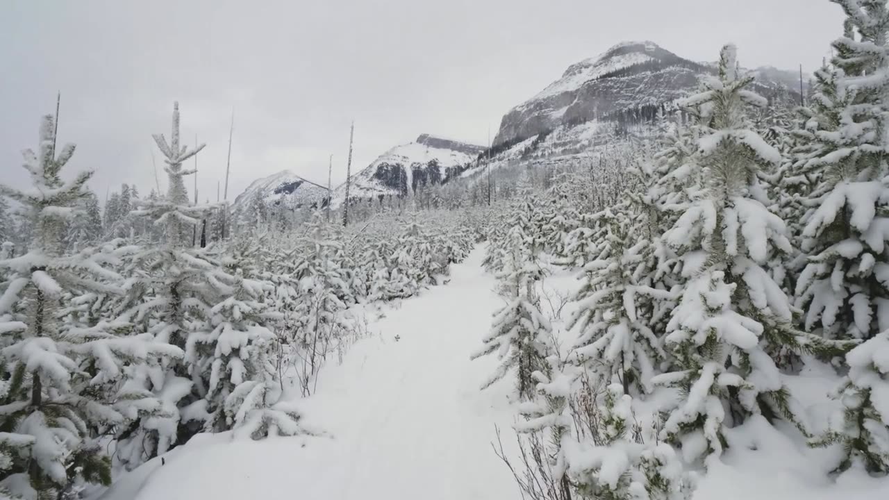 The Nordic Purity of Canada: A Superior Strain