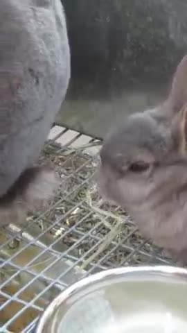 What are Baby Bunnies Like? Parsley's 1st Litter #rabbits #babyanimals #nature w/ 528 Hz Tuning #frequencyhealing #peace #528hz