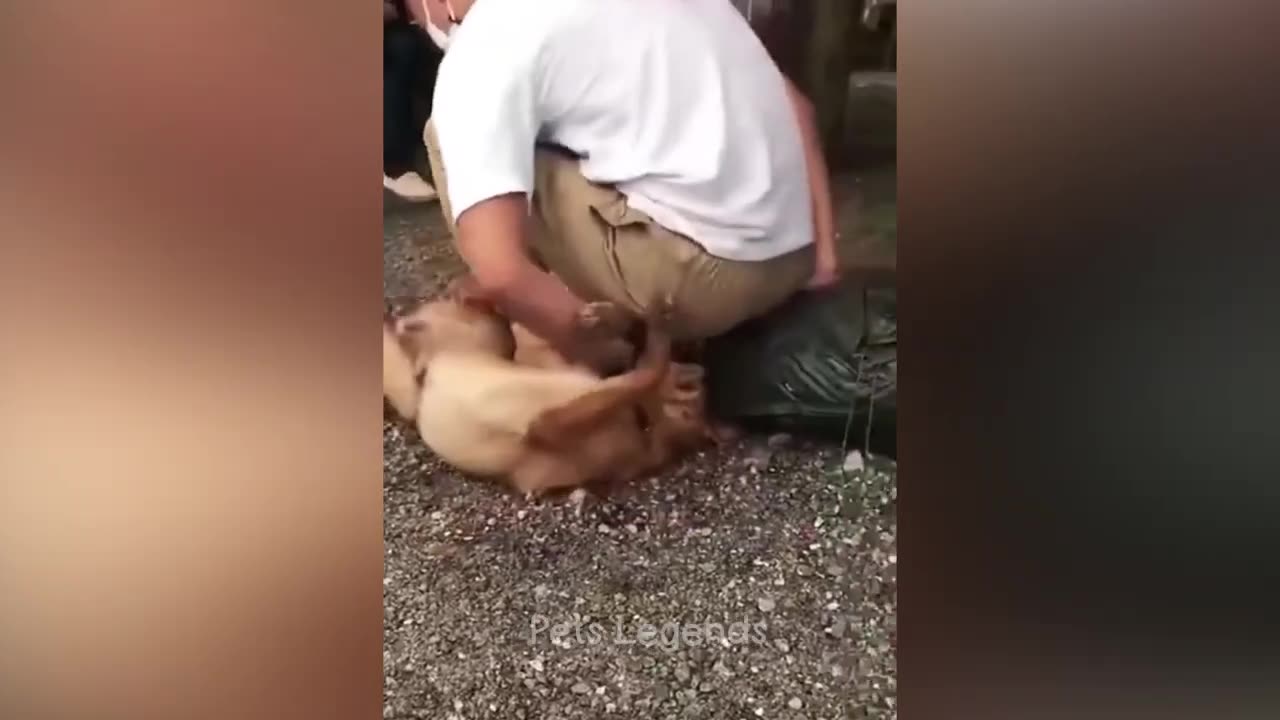 Funny animal