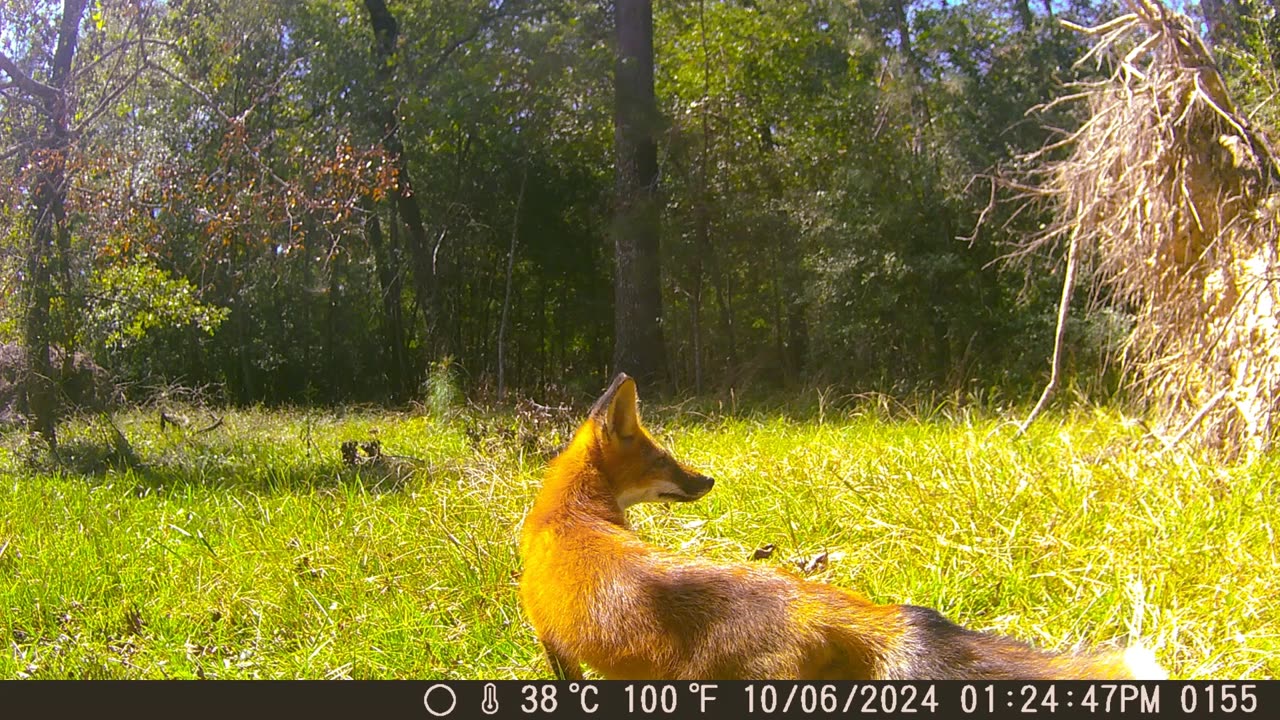 Game Camera Highlights Oct.2024