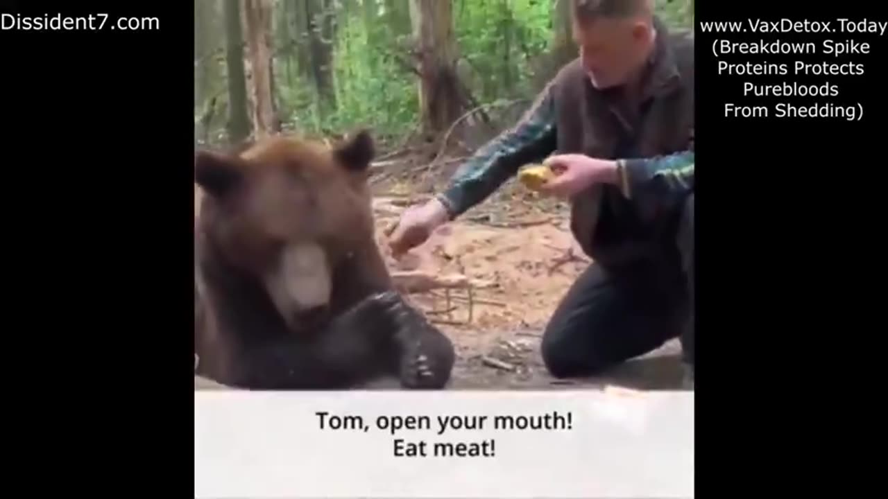 Bear doesn't eat Mc Donalds