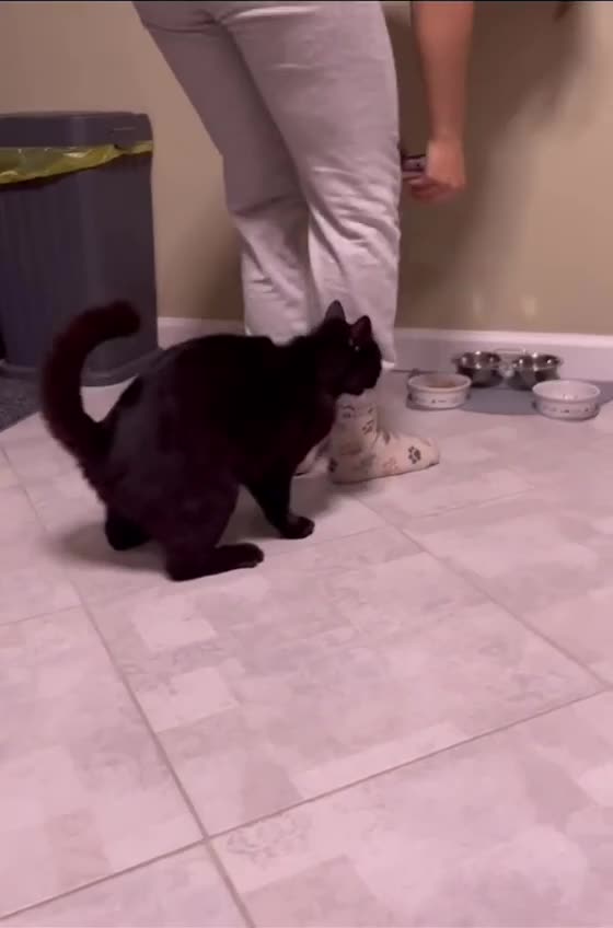 Fast food service cat 😂😂😂😂