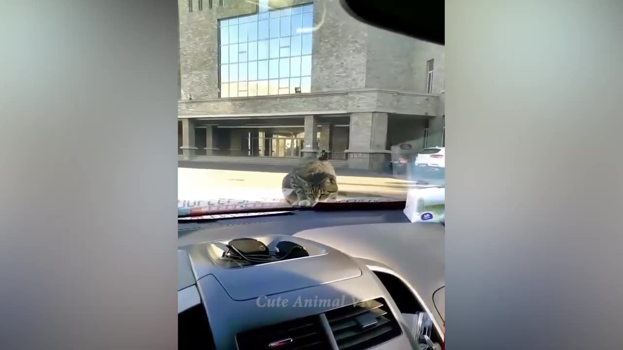 New Funny Animal Videos 2023 😍 Funniest Dogs and Cute Cats