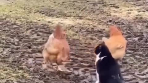 The chickens drove the cat away #shorts #viral #shortsvideo #video