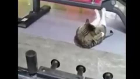 Kitty and doggo