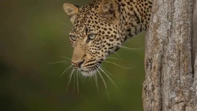 Leões VS Tigre