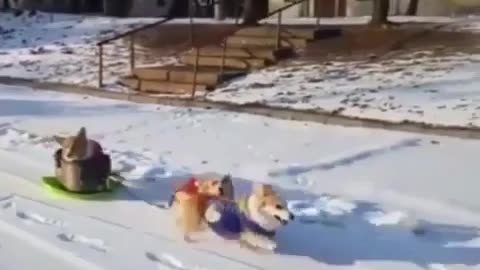 Having fun