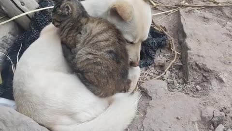 Cat dog love