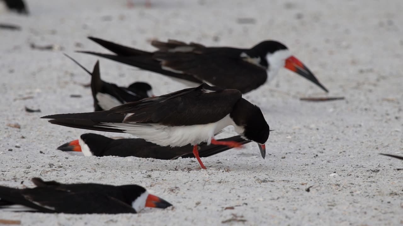 A Skimmer with an Itch.