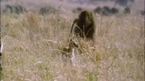 Baboon vs Baby Gazelle | Be An Animal | BBC Earth