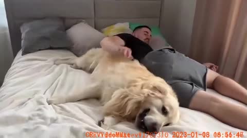 Golden Retriever Demands Attention All The Time!