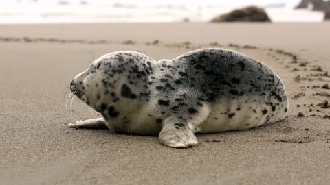 the seal on the beach