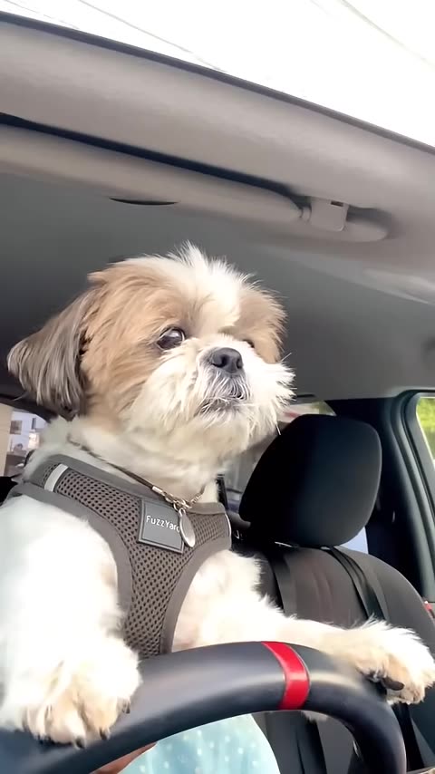 TonicGreens - Super Greens Powder Supplement for Optimal Health & Energy BUY NOW AND SAVE