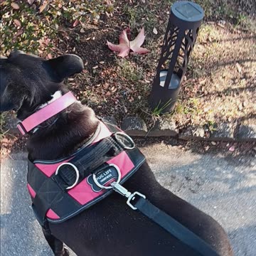 Walking shadow today.