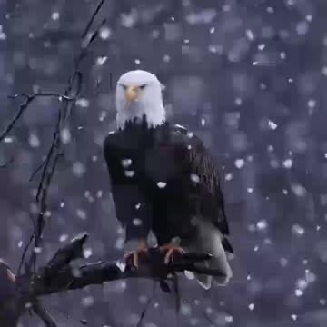Beautiful bald eagle 😍