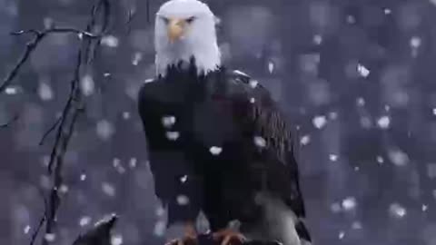 Beautiful bald eagle 😍