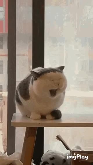 Cute Cat Gif