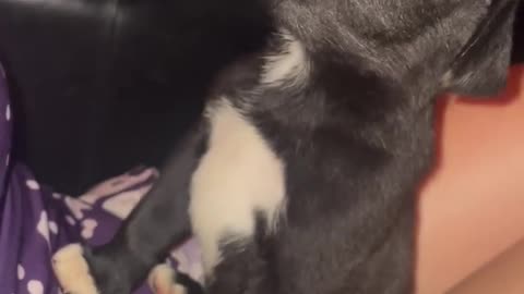 Little month old puppy