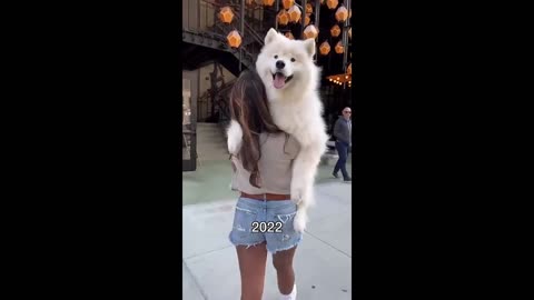 Five years of carrying this pup in fun places! Where should I carry him next? #dog #samoyed