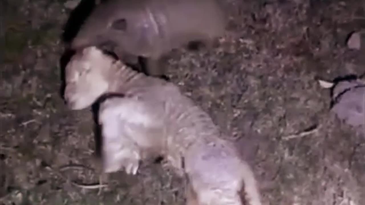 Armadillo, Small But Fierce Predator: