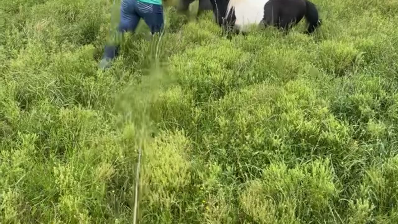 Pony Clotheslines a Farmhand