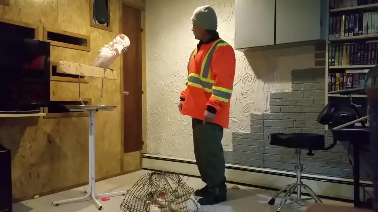 ANGRY PARROT:)))))))