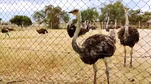 In Nairobi, Kenya, visiting the Maasai Ostrich Farm