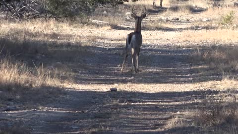 Deer Management Is Difficult. Judging Deer Is A Learned Skill. Whitetail Buck Footage