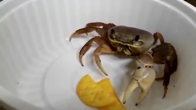 pet crab eating chips