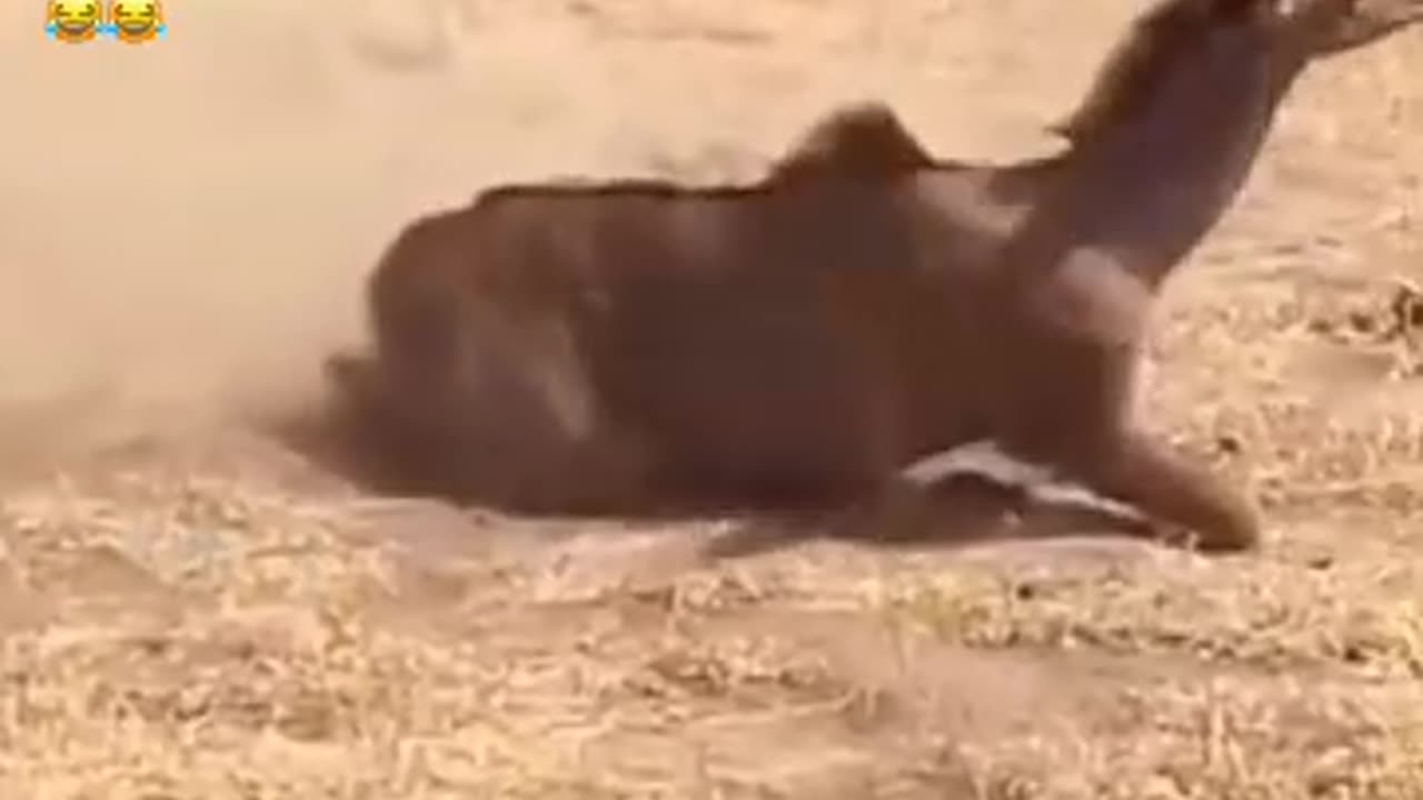 Animal hunting
