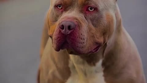 Dog lover video