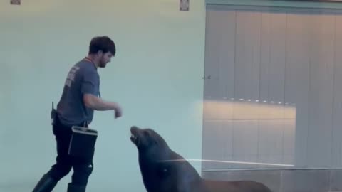 Capturing the Charm: Recording a Sea Lion Performing Amazing Tricks