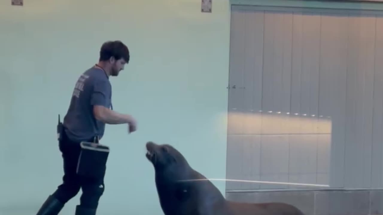 Capturing the Charm: Recording a Sea Lion Performing Amazing Tricks