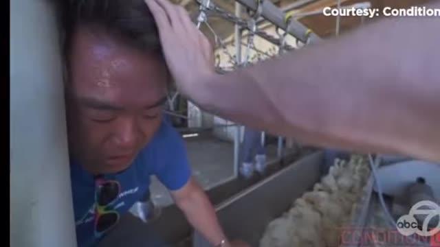 Animal Activists VS duck slaughter house Big FAIL