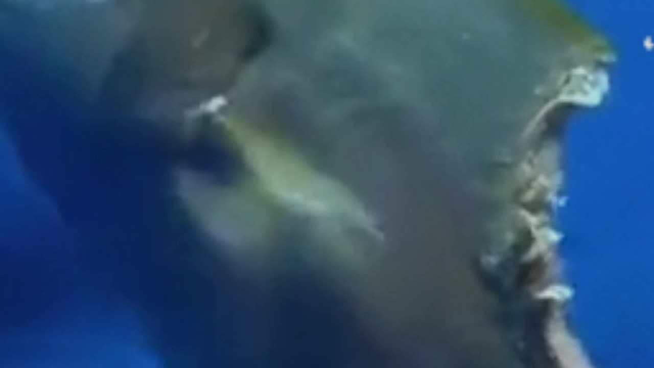 Zombie fish caught on cam