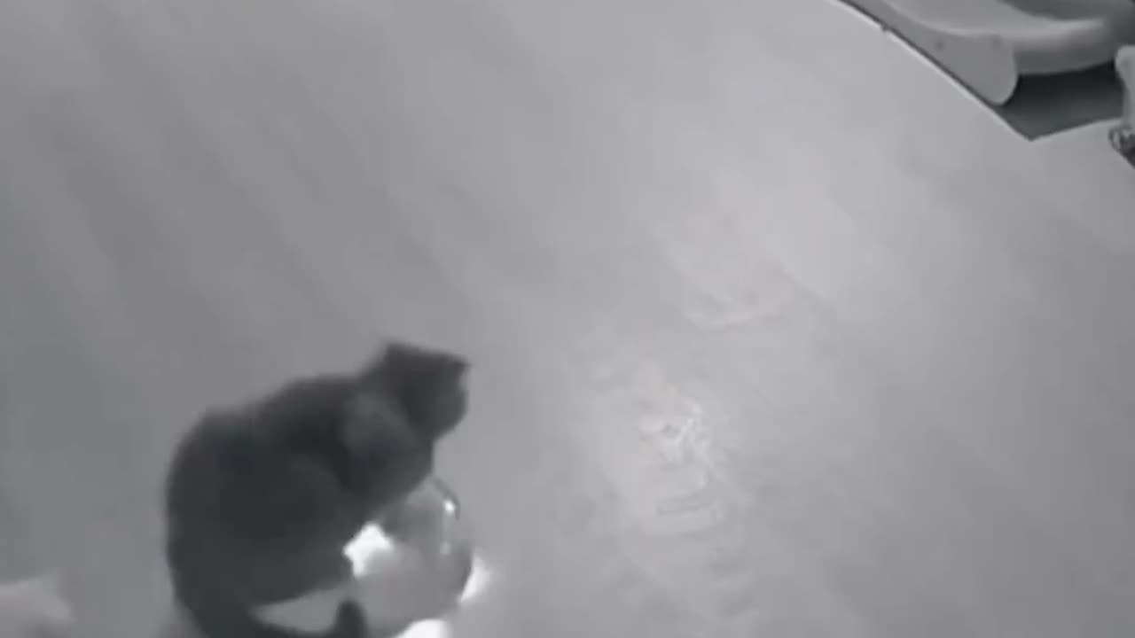 Funny cat competion fight