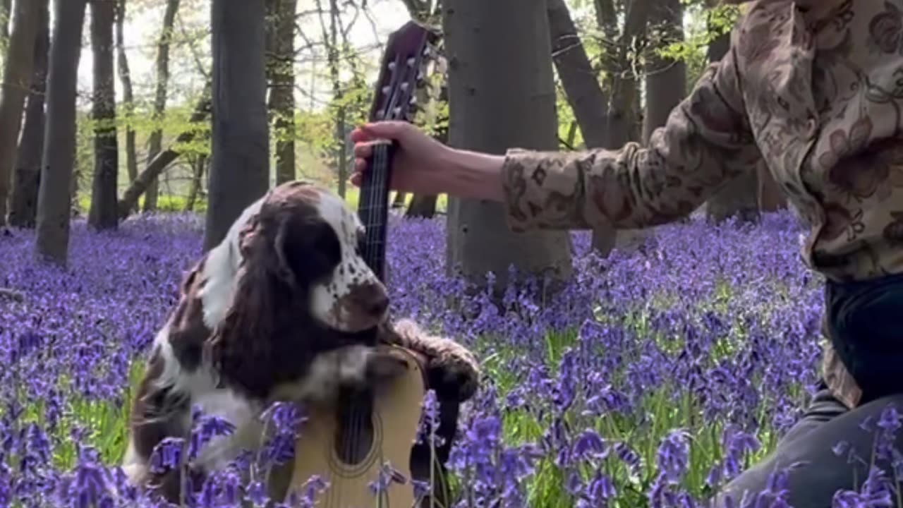 Dog Playing Guitar