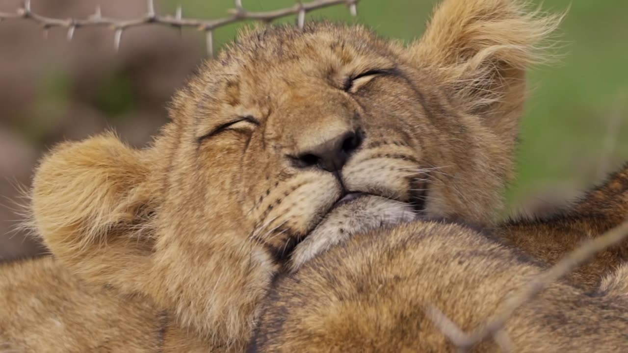 Close Up of Sleepy Lion Cub