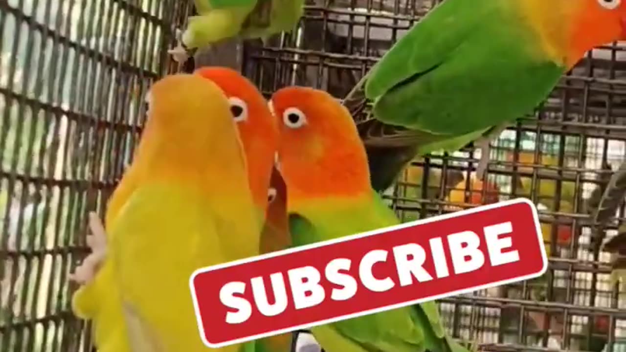 green and yellow lovebirds 🦜#shorts animals and birds related 📸👍