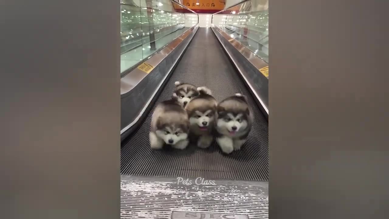Funniest Animals 2023 π Funny Cats and Dogs Videos πΊπΆ
