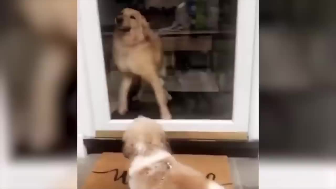 Funny Cats And Dogs Videos 2023 . Try Not To Lough