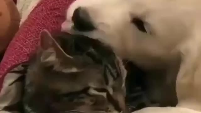 #Funniest #Dogs And #Cats #Videos 😅 - #Best Funny #Animal Videos 2023 😁