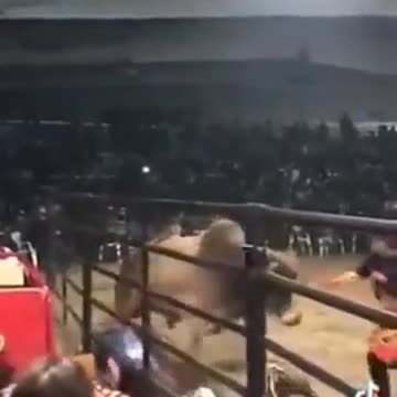 The bull has had enough