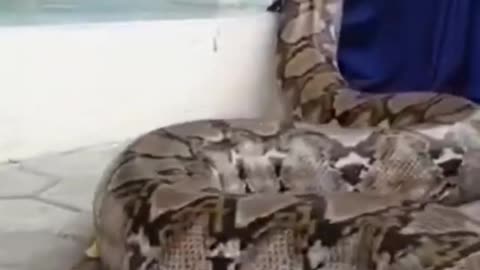 You will be stunned to see this woman playing with python snake