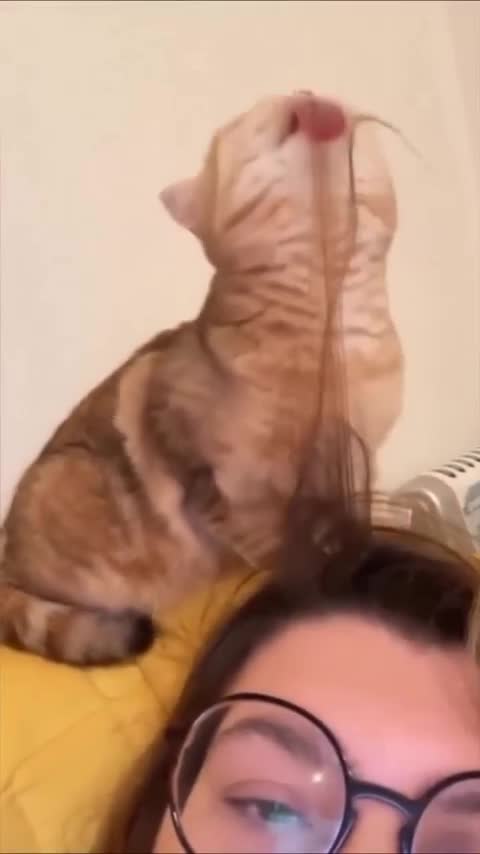 Funny cat, sedang baik" saja