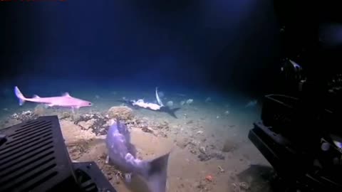 the shark did not see the grouper approach
